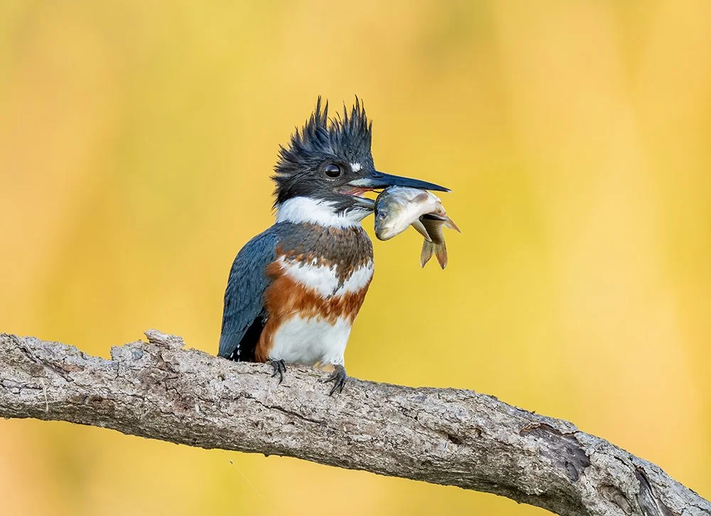 zzw_A931773 copy 2.jpg