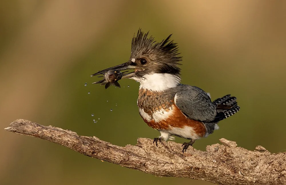 zzw_A939211 copy 2.jpg