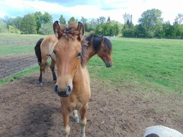 Heritage Equine — Heritage Livestock Canada