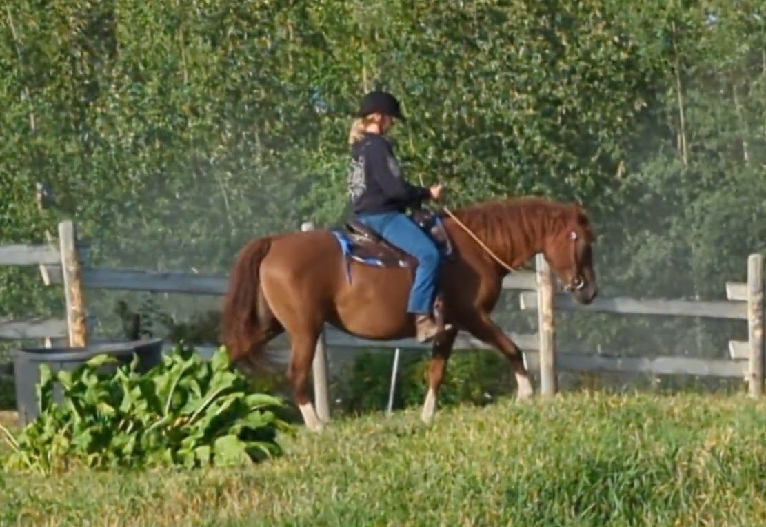 Oakesmuir Magnolia* (Curly)
Best Ridden Pony
Owner: Jeanette Gladwin