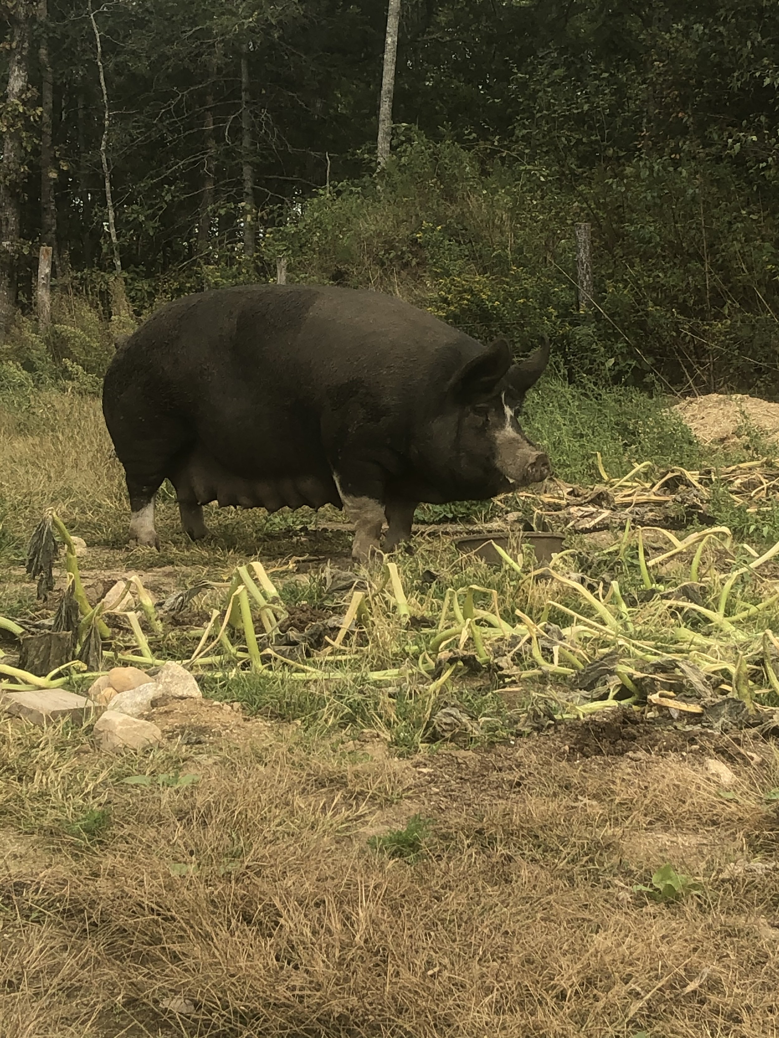 Rocky Creek Kate (Berkshire) - Champion Sow/Peter Wensink Memorial Best In Show (2x Best In Show - Swine Division)
"This sow has good overall body shape, good bone and strong feet and legs. She also has correct. teats. It is evident she is doing her
