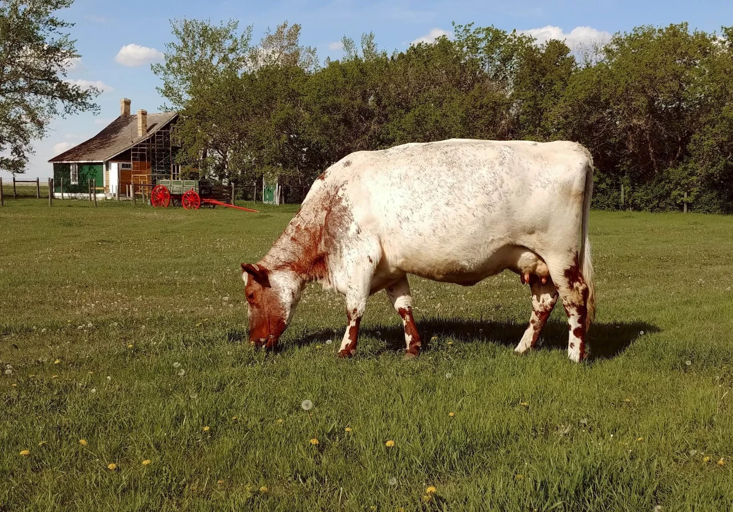 Heritage Dairy Cattle — Heritage Livestock Canada