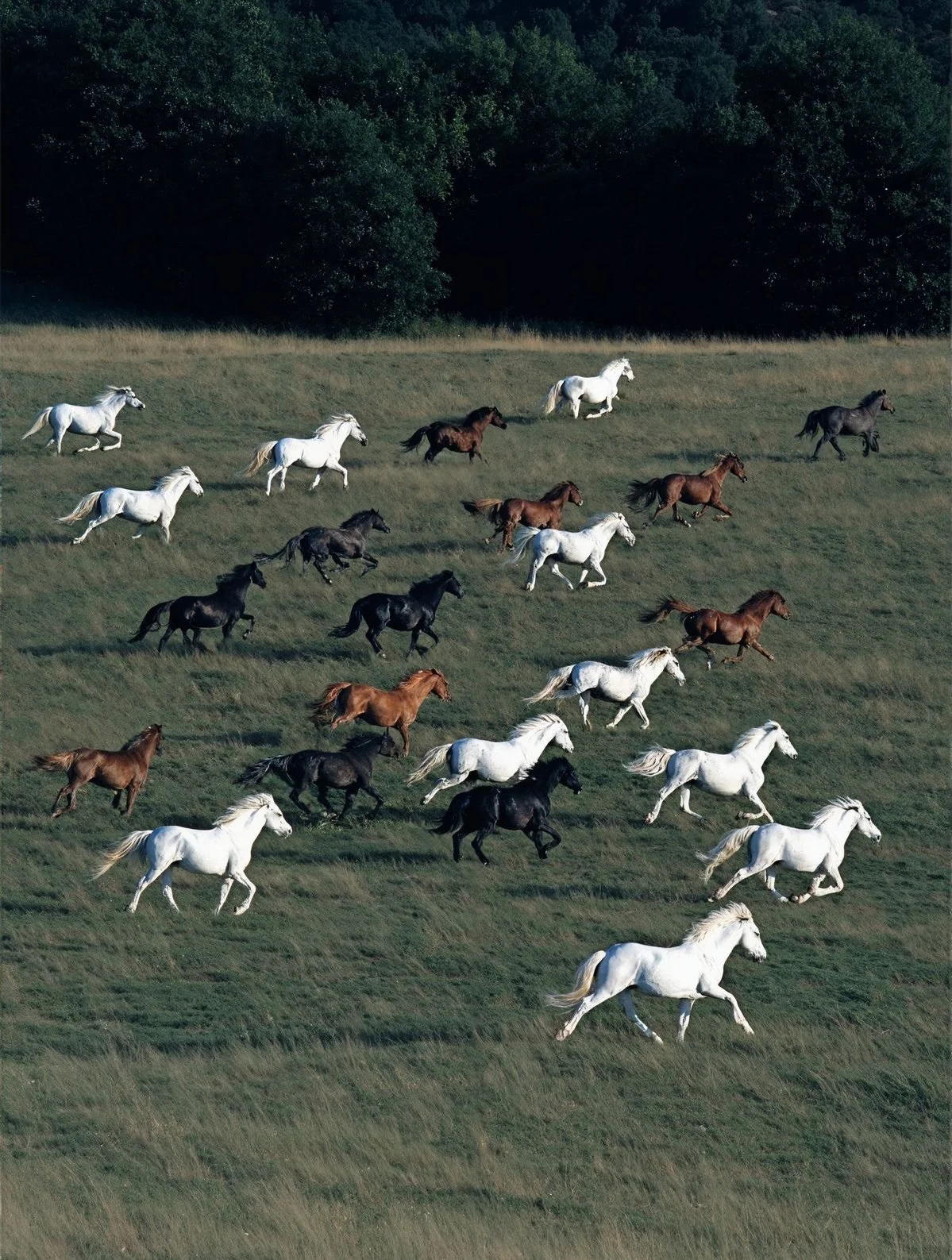 Let&rsquo;s run girls 🐴🧧🎀🔥

Happy Chinese new year⭐️ hope it&rsquo;s a year of growth, freedom, abundance, independence and passion!