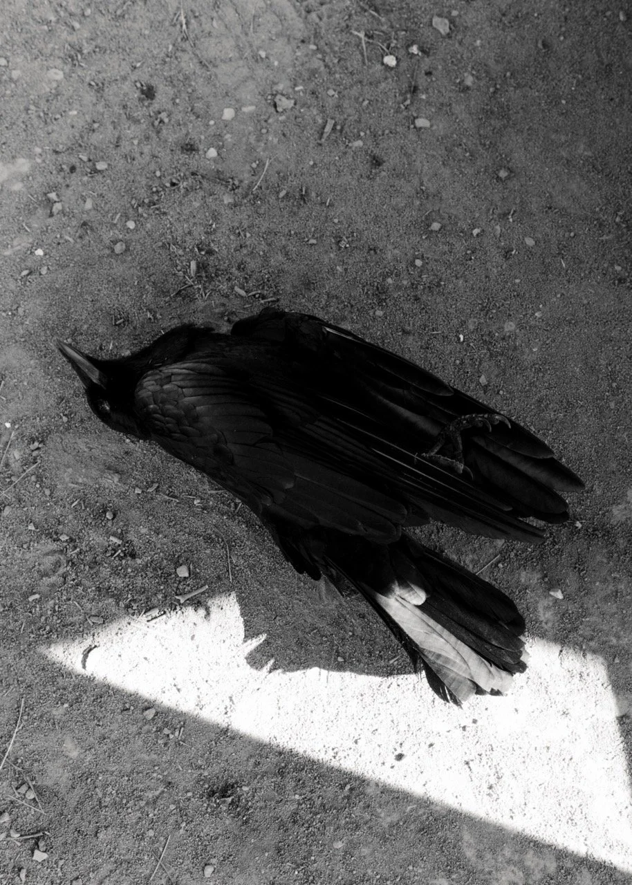 Untitled-256534 Large.jpeg