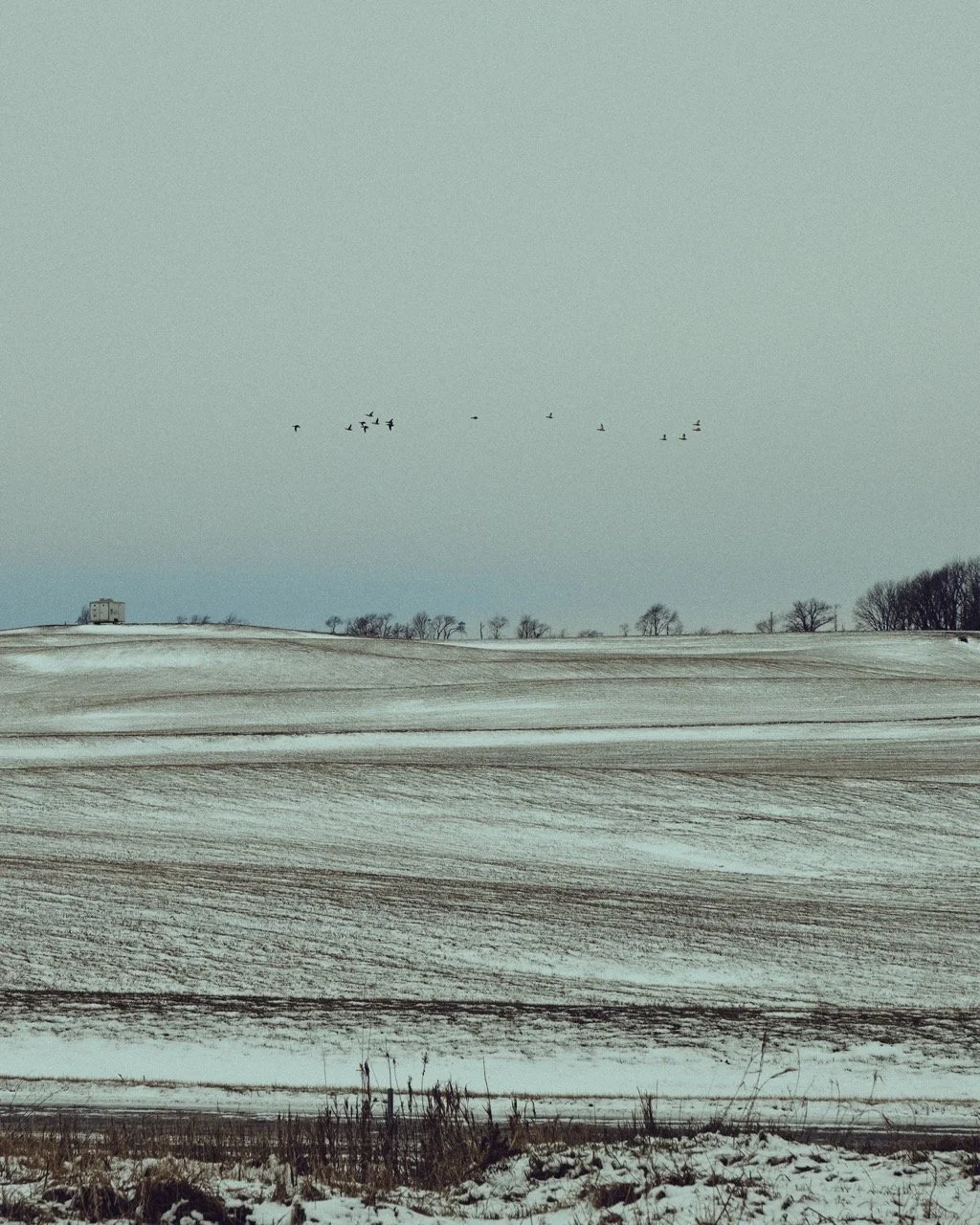Snow-covered fields with a few leafless trees on the horizon, a small building on the left, and birds flying in the sky.
