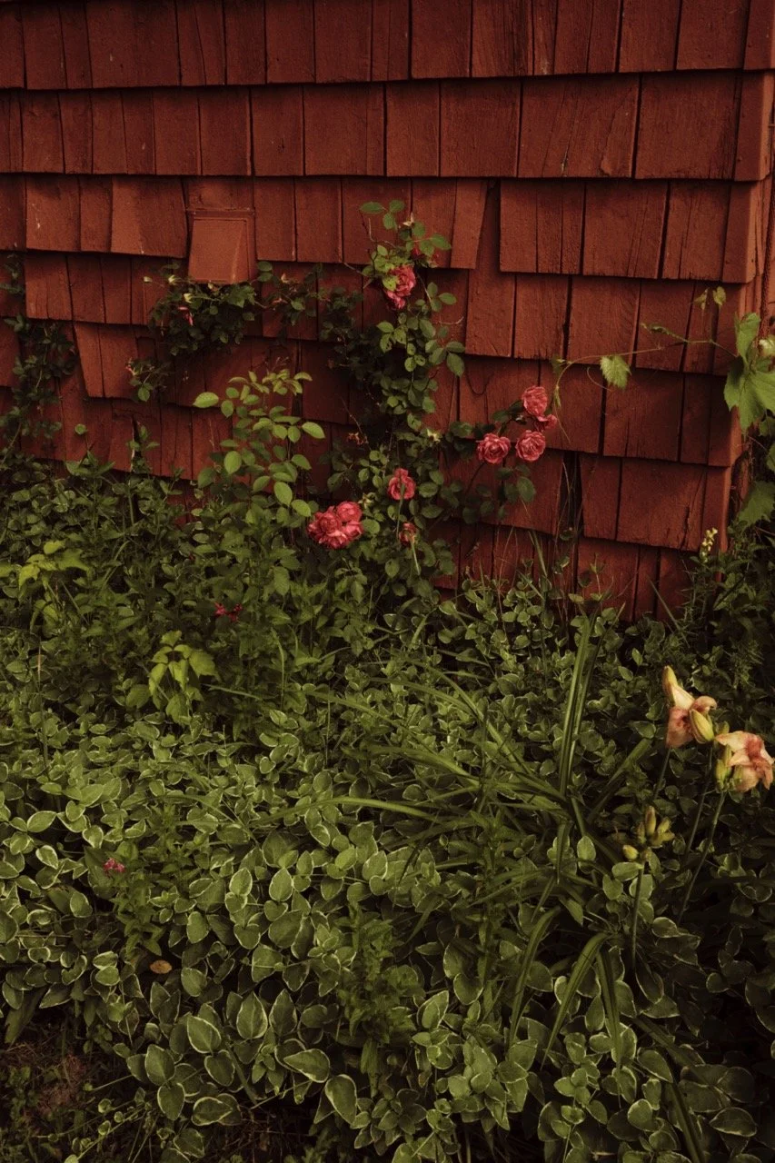 A garden with pink roses and green leafy plants in front of a red wooden house exterior.
