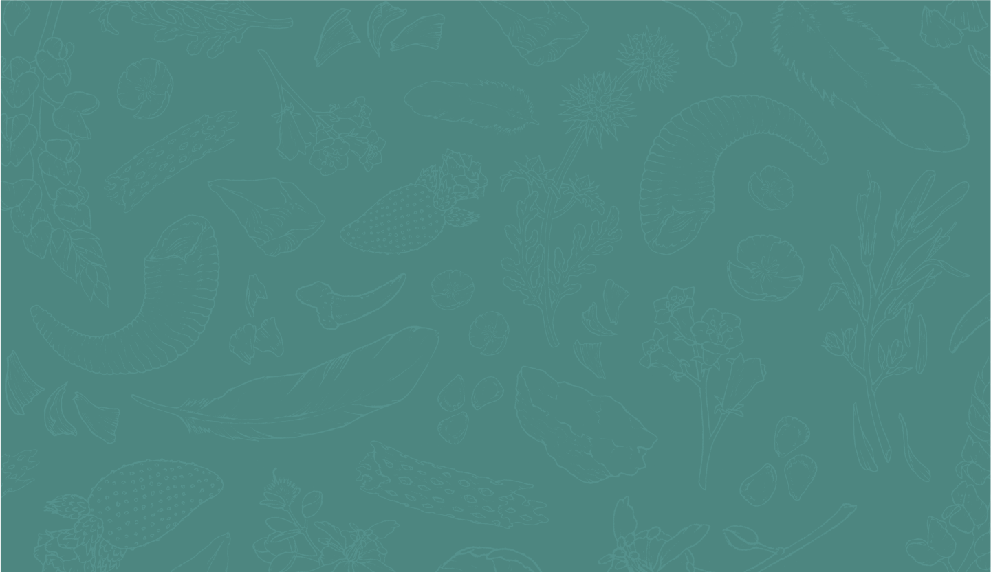 Tutorial: How to Draw Rabbit Ears — Thornwolf Creative Services