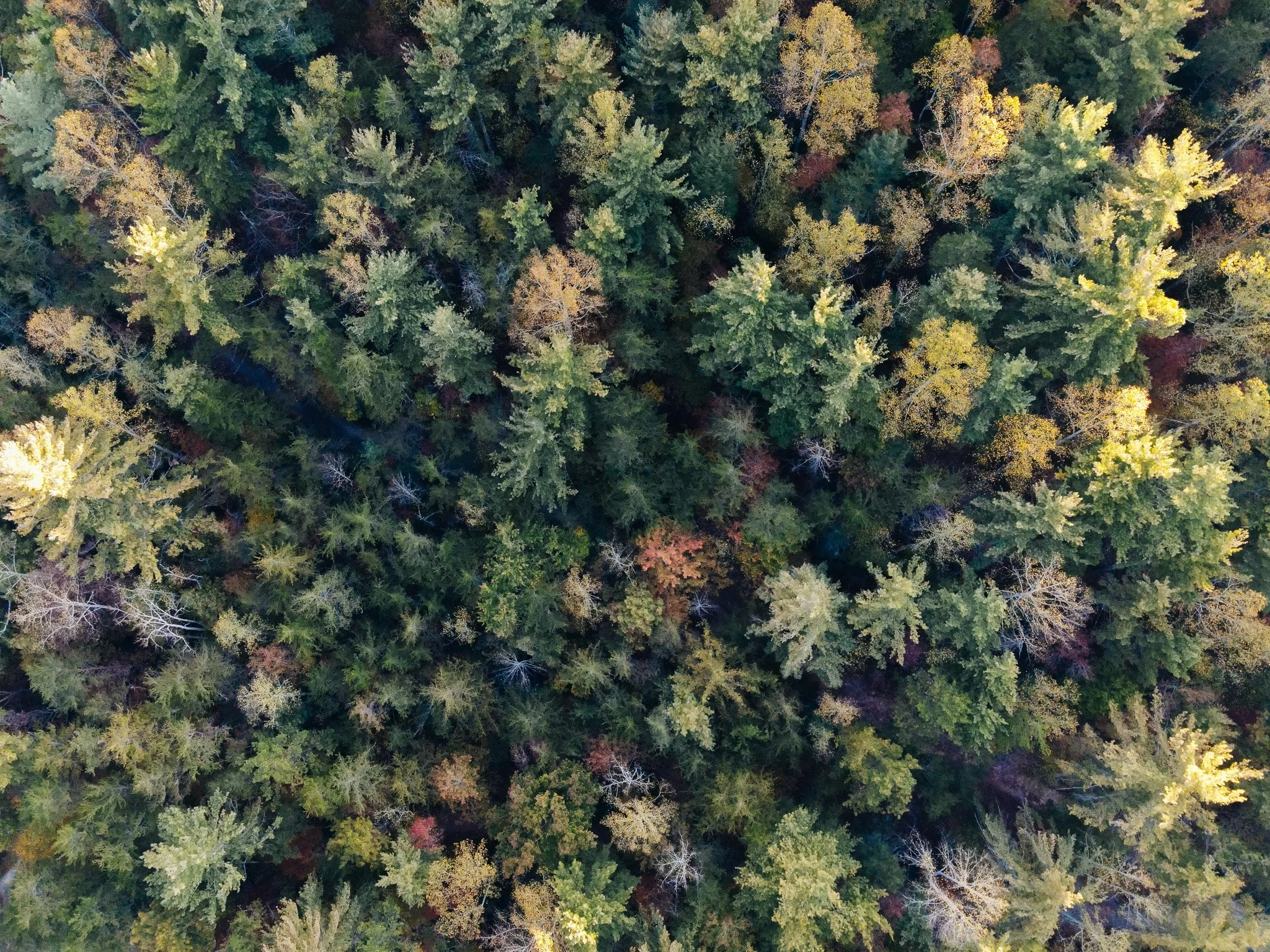 DJI_0252.jpg