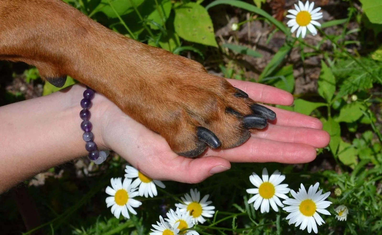A dog receiving Reiki in an outdoor setting.
