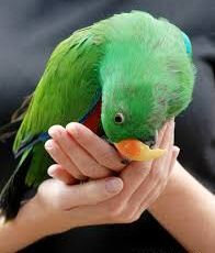 bird.jpg