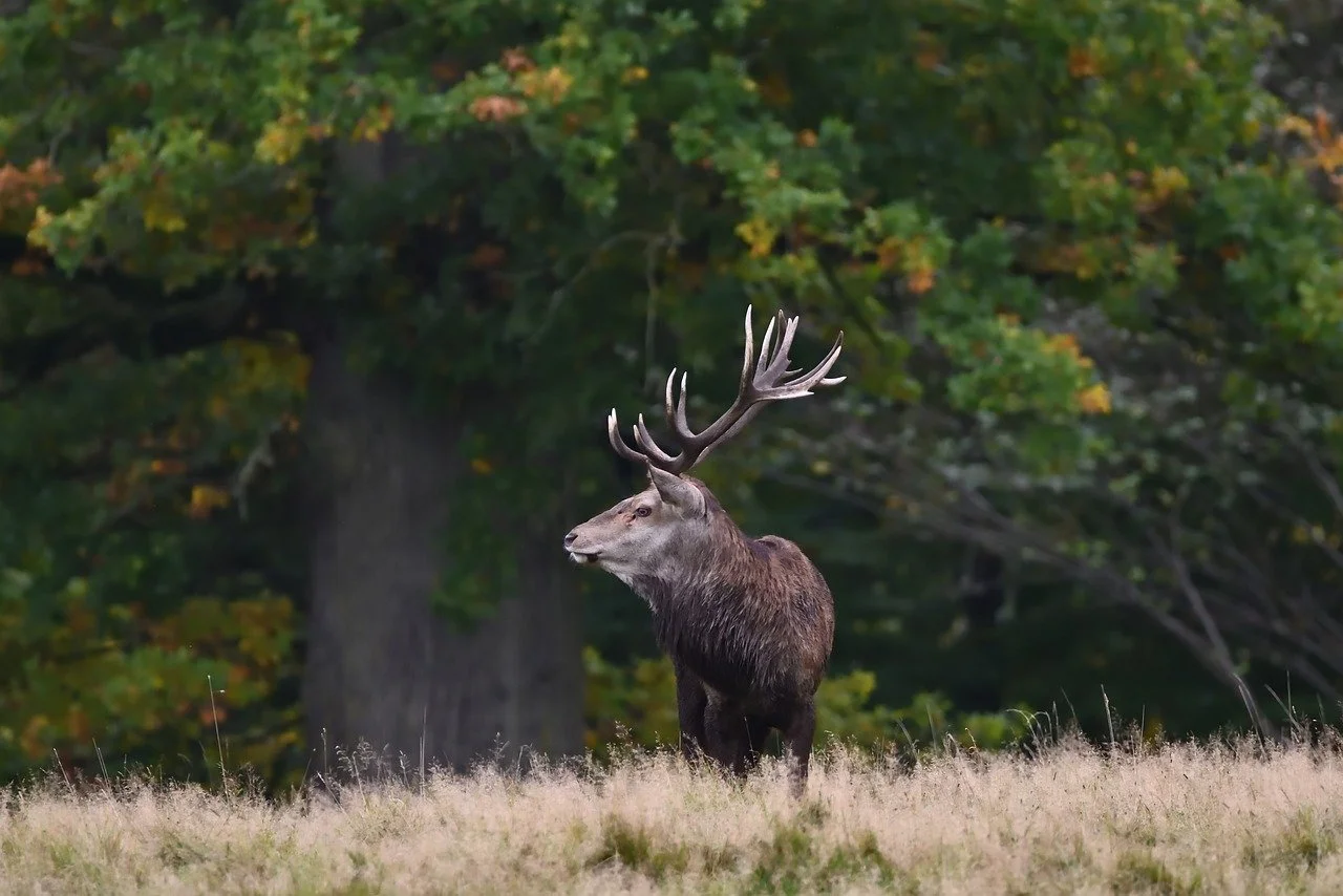 How Do You Handle Marketing for Rural or Unique Eastern Montana Properties?