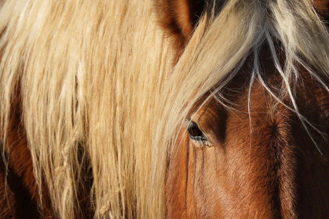 How Do You Handle Multiple-Offer Situations for Sellers?