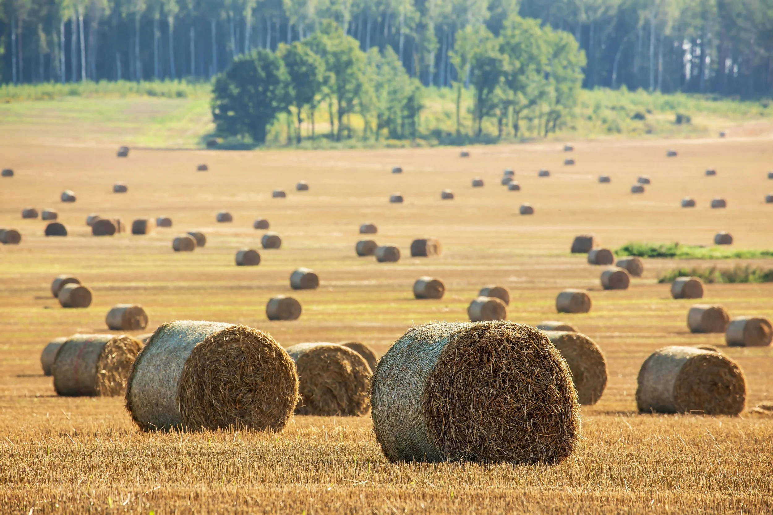 January 2026 Market Update — Sidney, Montana