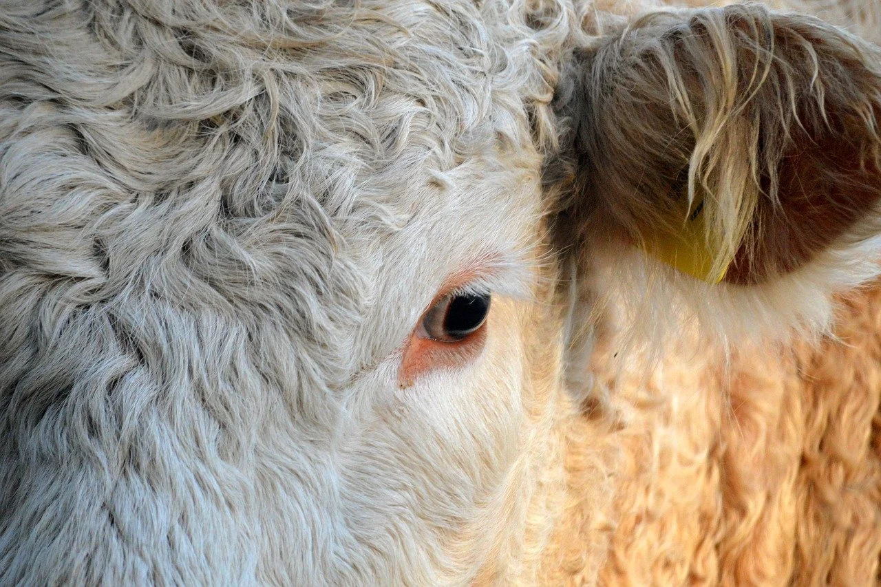 Buying Investment Property in Eastern Montana: What Smart Buyers Do Differently