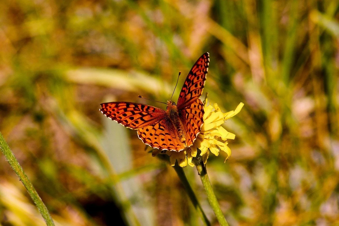 Do I Need to Get Pre-Approved Before Looking at Homes in Sidney? (Prepared Buyers Win)