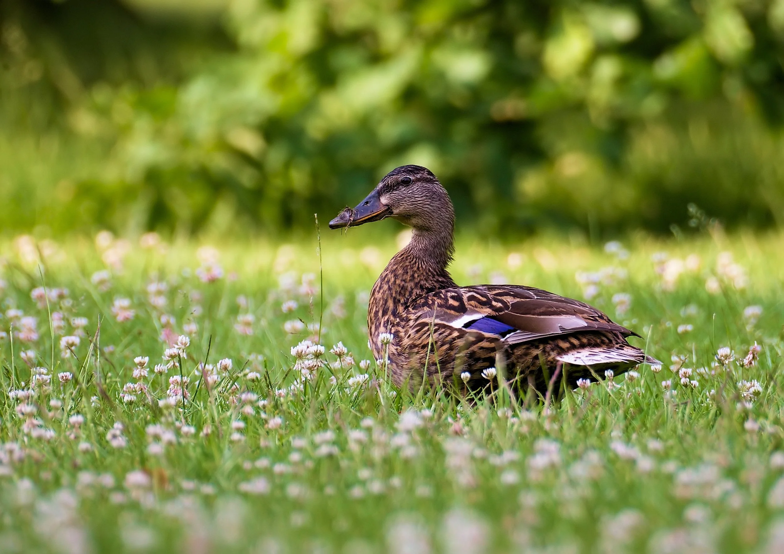 Selling “As-Is” in Sidney, Montana: What Sellers Get Right — and What Costs Them Money