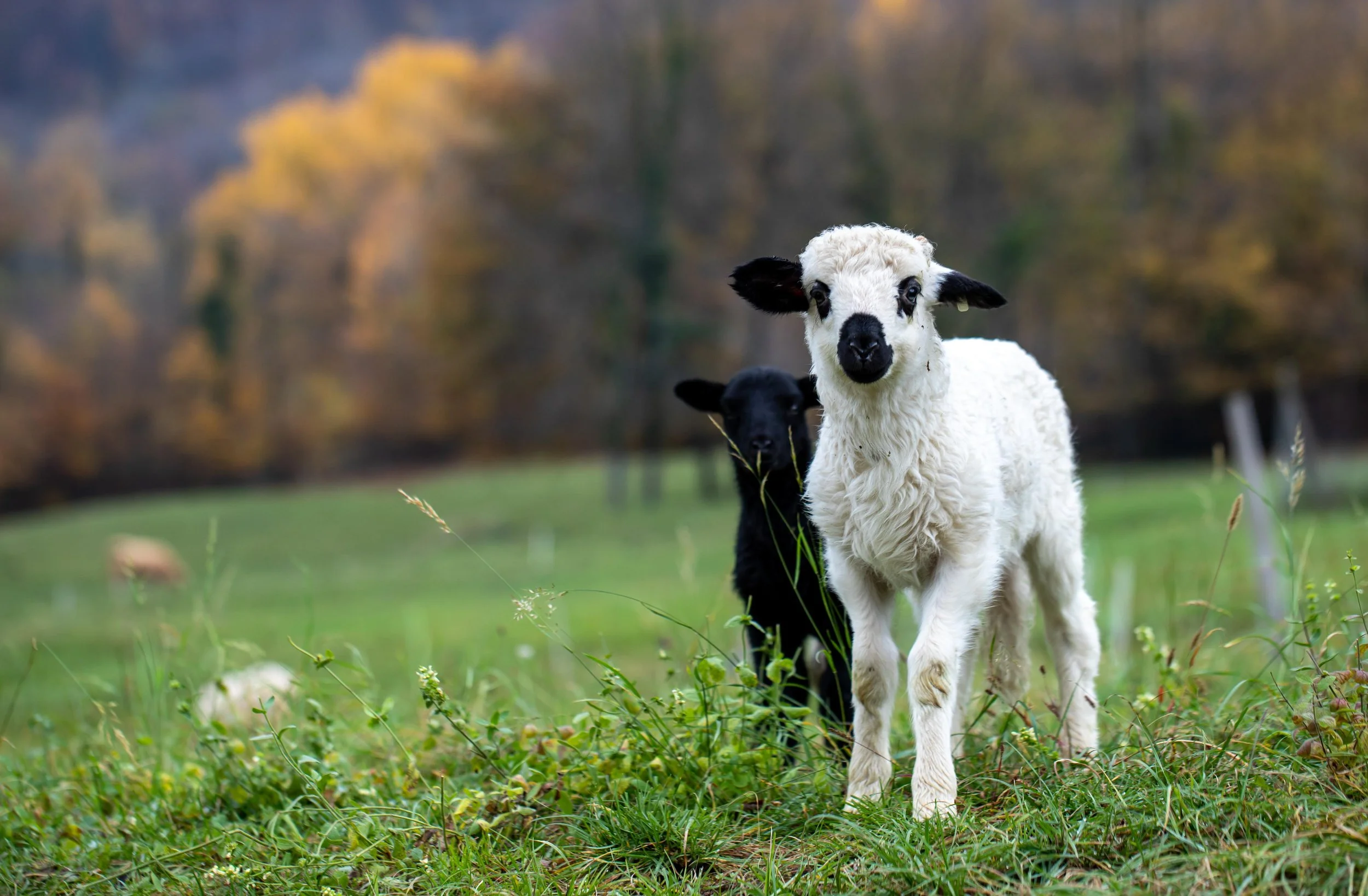 What Happens Behind the Scenes Before I Ever List an Acreage Property
