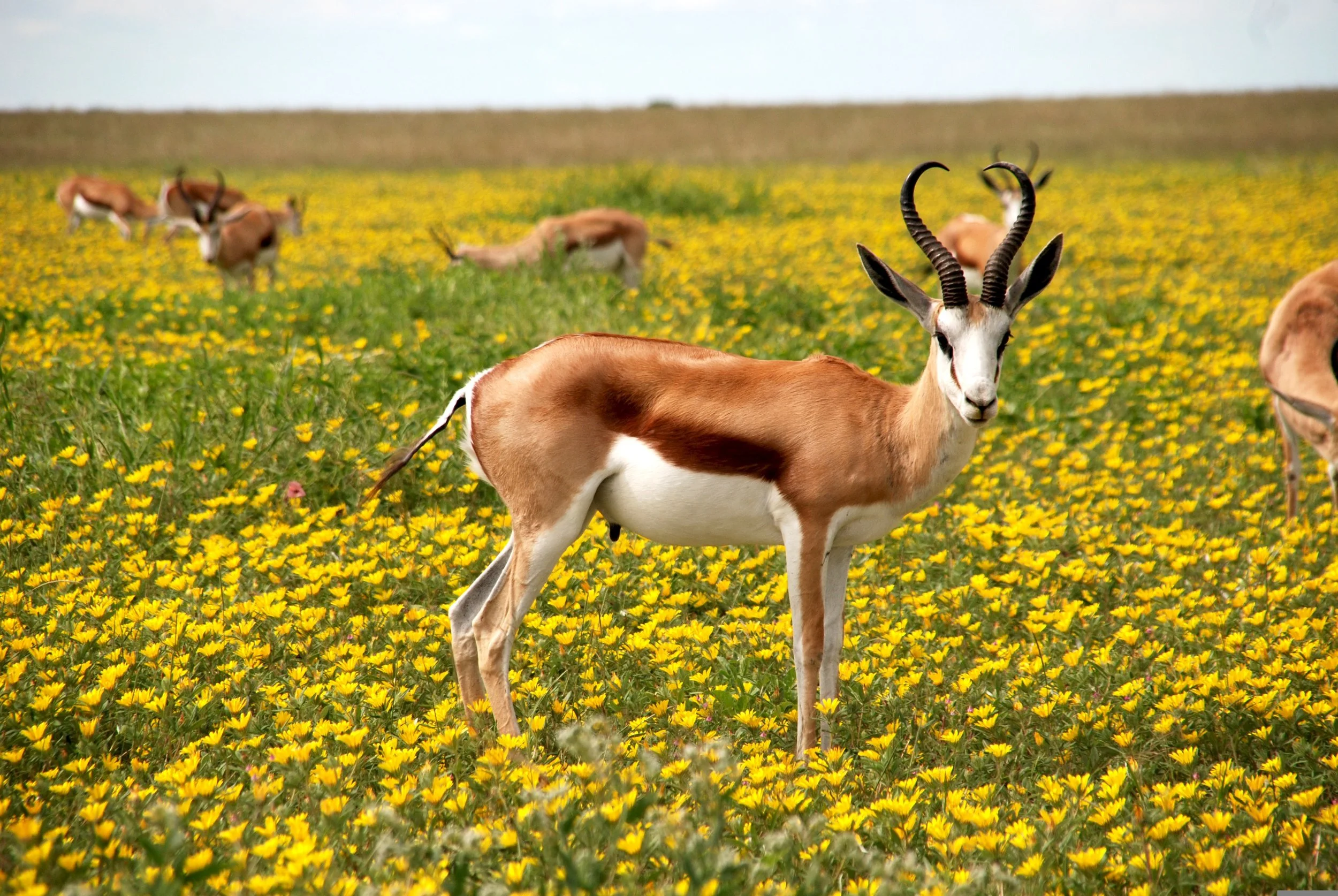 What Should Sellers Know Before Listing a Rural Property in Eastern Montana?