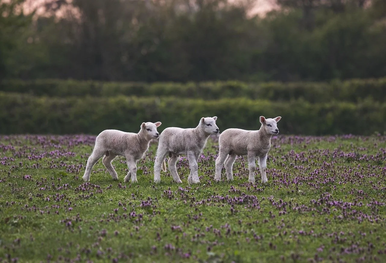 sheep-7943526_1280.jpg