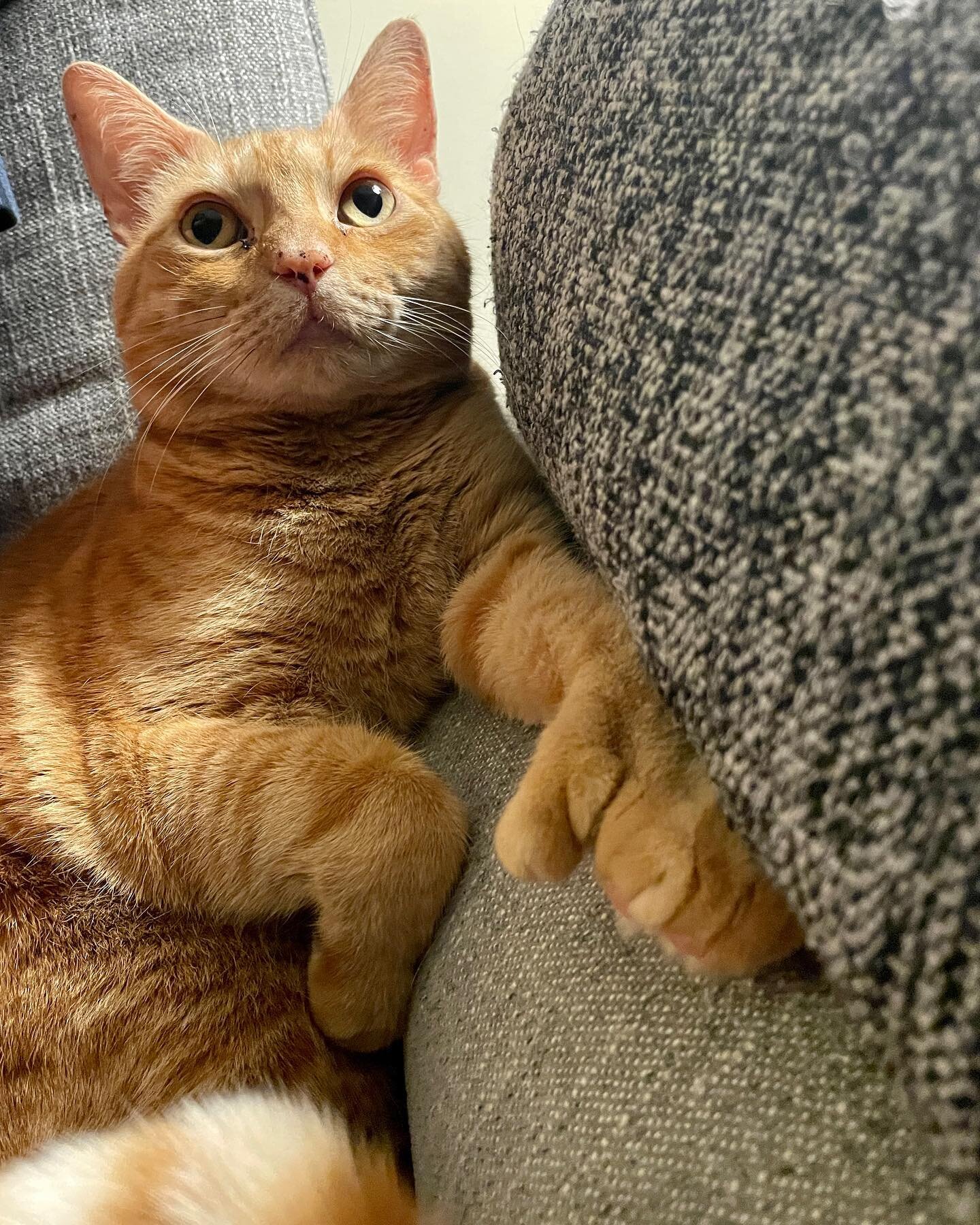 Those thumbs! #caturday #gingercat #heminwaycats