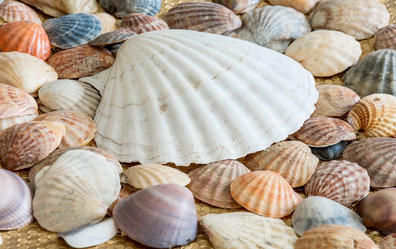 sea-shells-gde28e9e55_1280.jpg