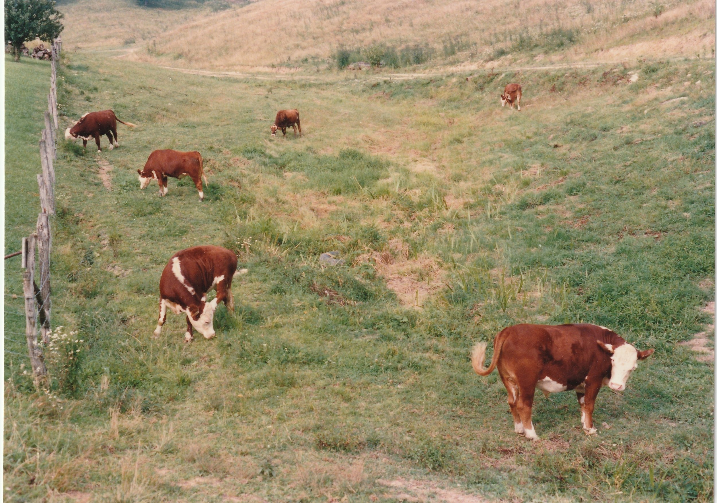cows on the farm.jpg