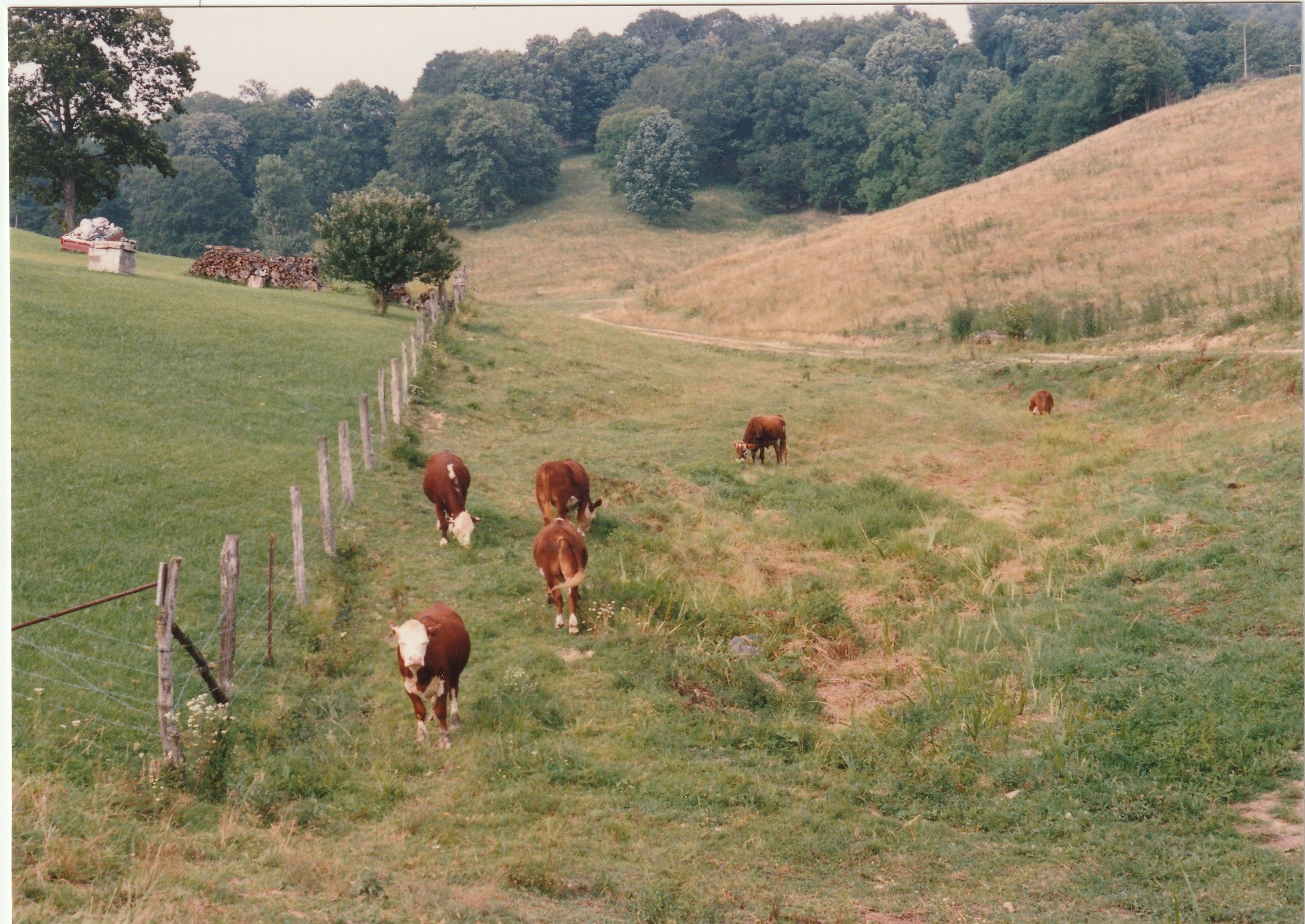 cows on the farm2.jpg