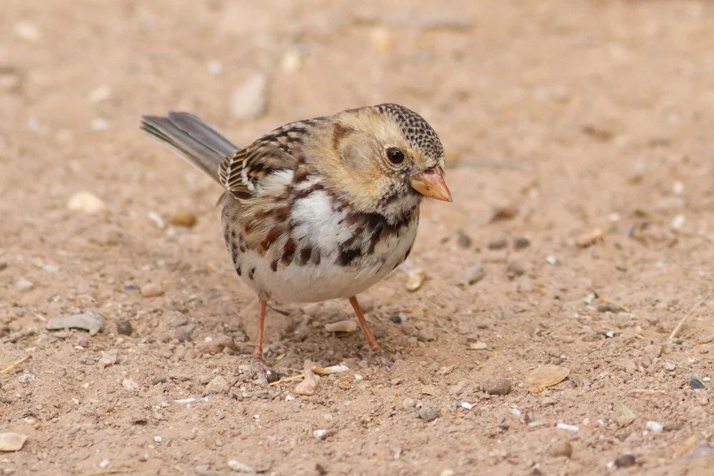 Birding Los Angeles and Beyond
