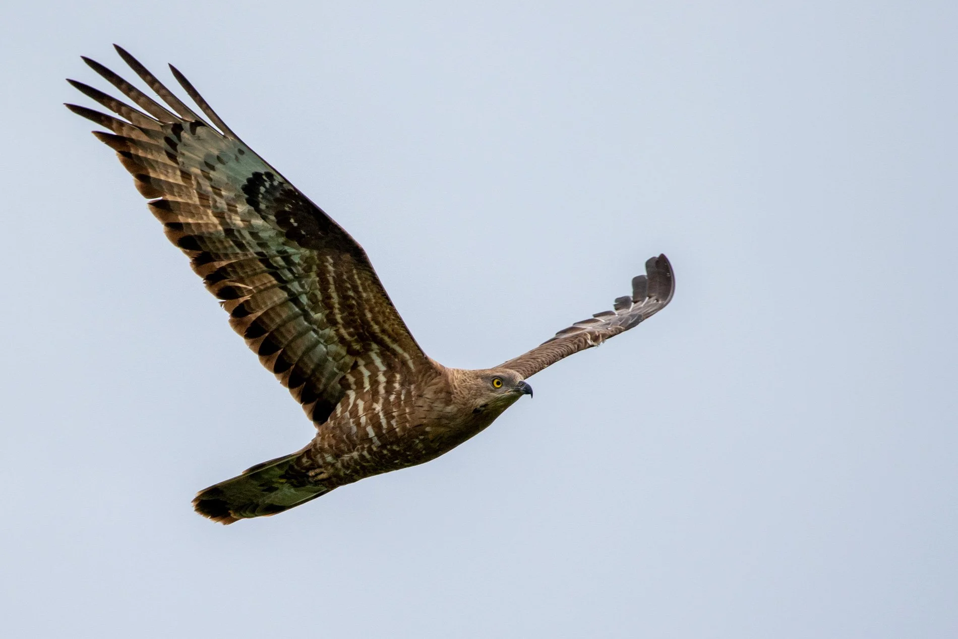 Birding Los Angeles and Beyond