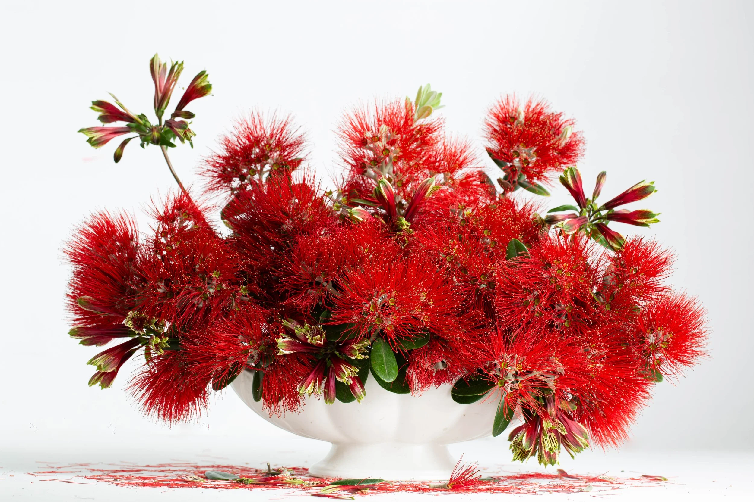 Red Pohutukawa 
