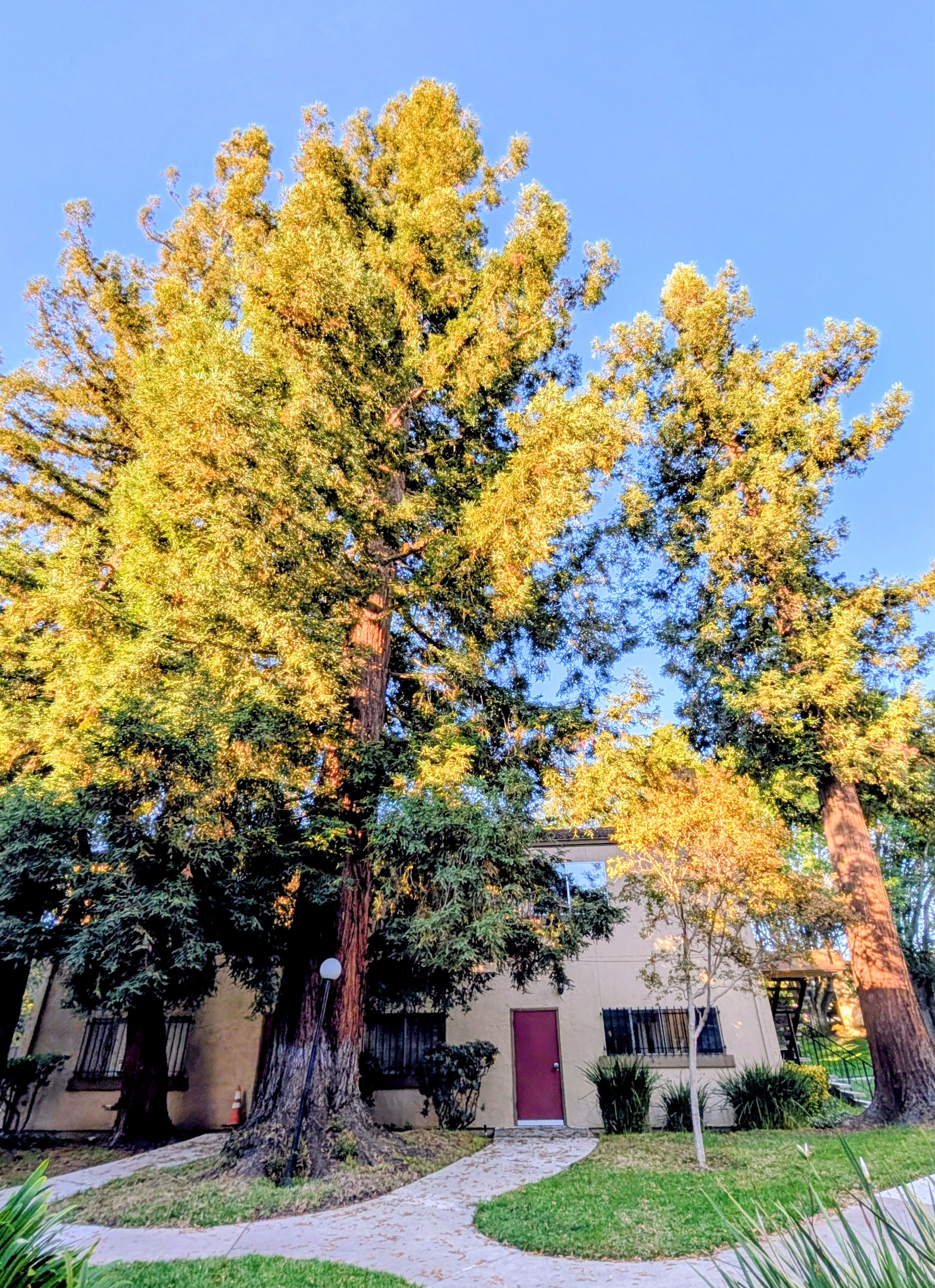 The Trees That Held Me: Living in Right Relationship with the Land