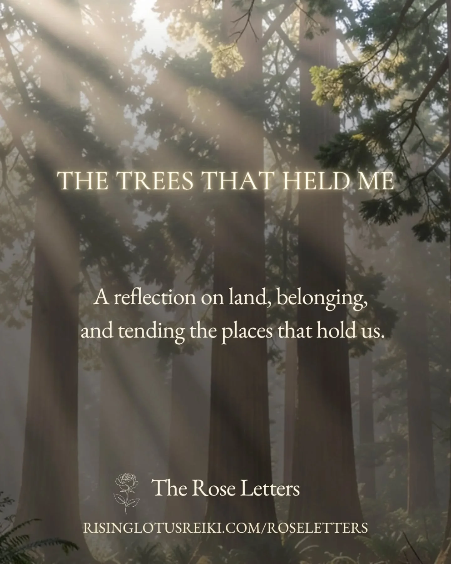 There are places that hold us without asking anything in return.

For two and a half years, I lived among the redwoods.
They stood just beyond my balcony &mdash; guardians of stillness, rooted in a rhythm older than memory.

In their presence, I lear
