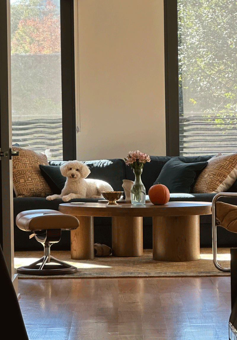 lwj-interiors_soho-living-room-dog-process.png