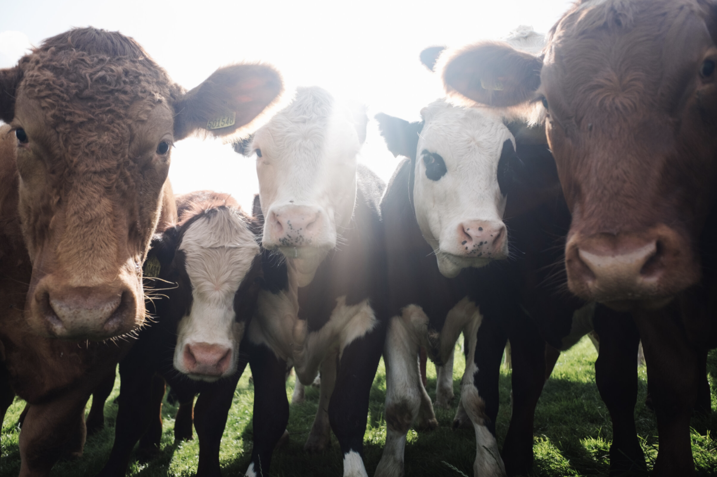 3 ways plant-based meat can build back a better food system