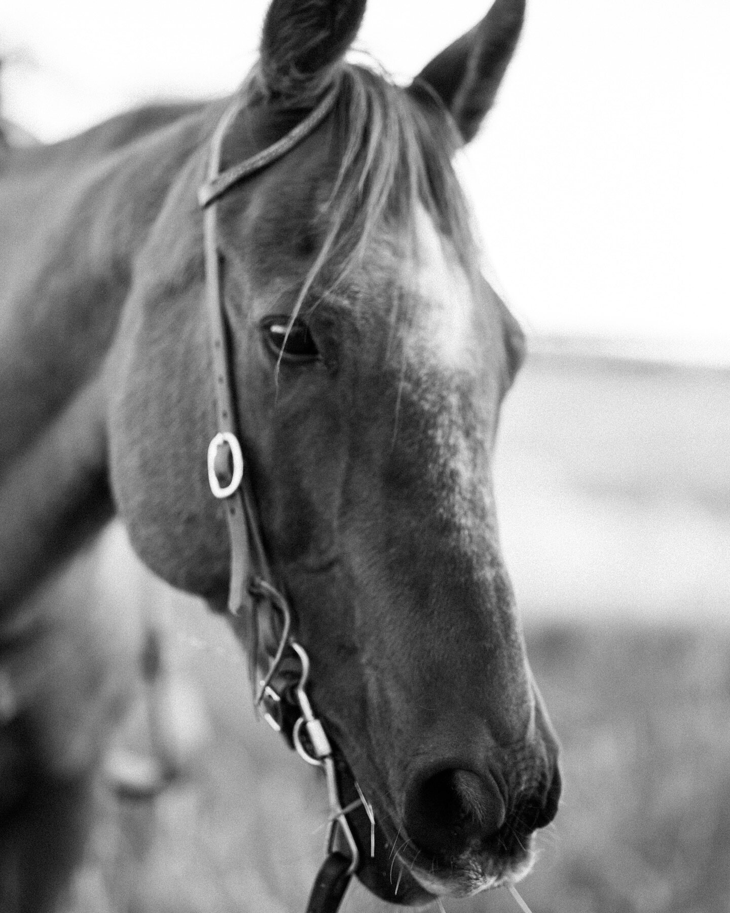 Continuing with the western vibe&hellip;I ♡︎ horses. Happy Saturday. xo

.

@fujifilmx_us #mediumformat #fuji #fujifilm #photographer #horsephotographer #equinephotography #animallovers #horse #blackandwhitephotography