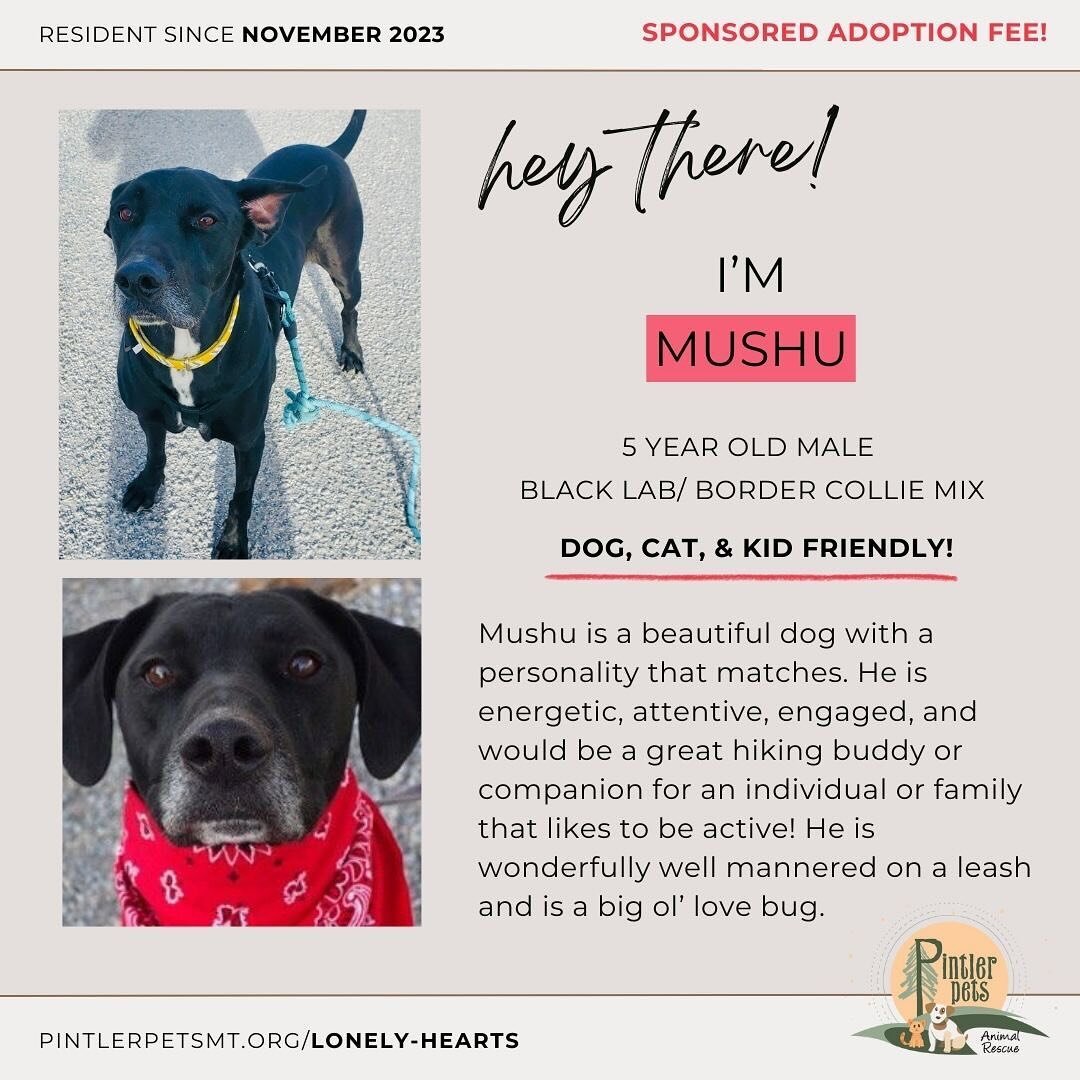 Mushu and Helen have both been at Pintler Pets since November 2023. They are two of our sweetest residents yet here they sit patiently waiting to see what life is like on the other side of the shelter walls. We know their families are out there somew