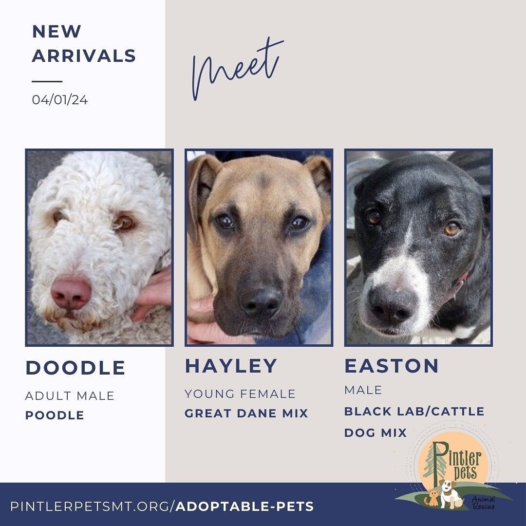 Kicking off April with some new faces at Pintler. Meet the newest arrivals!

View more detailed bios at www.pintlerpetsmt.org/adoptable-pets