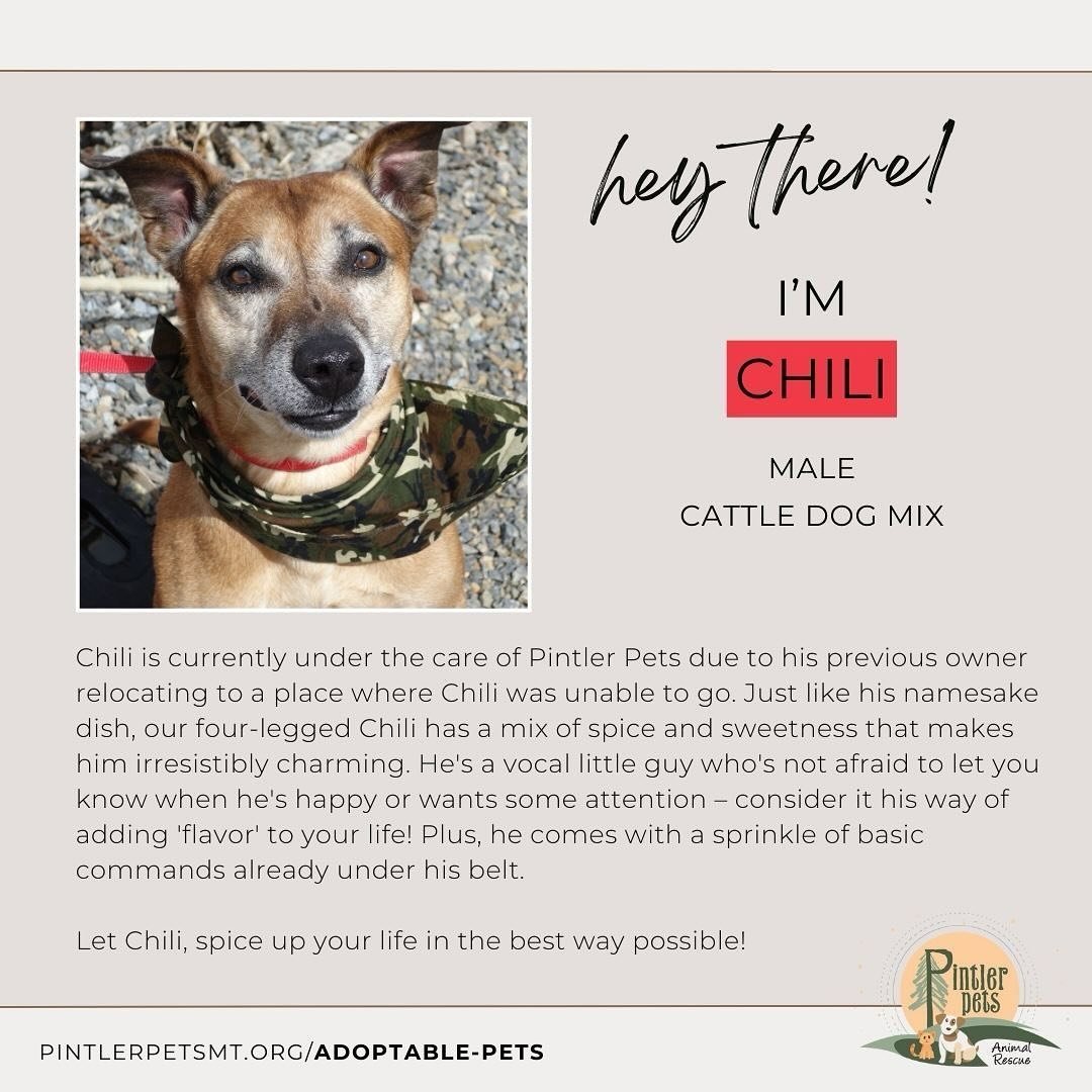 🌶️ Chili is currently under the care of Pintler Pets due to his previous owner relocating to a place where Chili was unable to go. Just like his namesake dish, our four-legged Chili has a mix of spice and sweetness that makes him irresistibly charmi