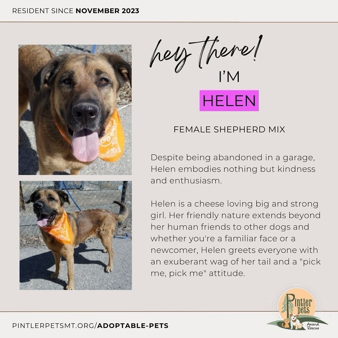 Our sweet girl Helen is still looking for a family to call her own. 

Helen was a transfer from Anaconda-Deer Lodge County animal control in November 2023 after being abandoned in a garage. From the moment you set eyes on her, it&rsquo;s impossible n