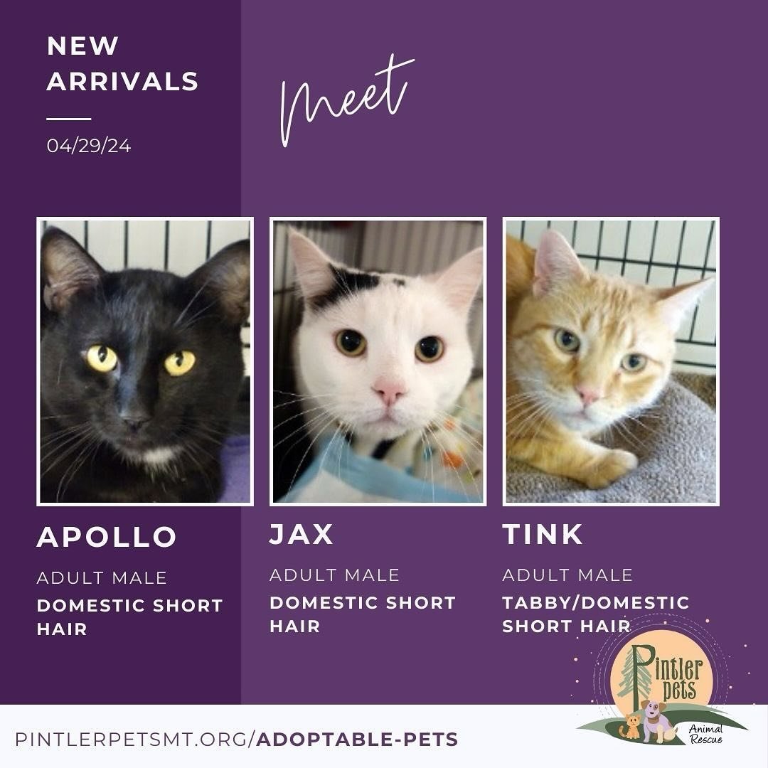 Meet our newest arrivals - Apollo, Jax, and Tink!