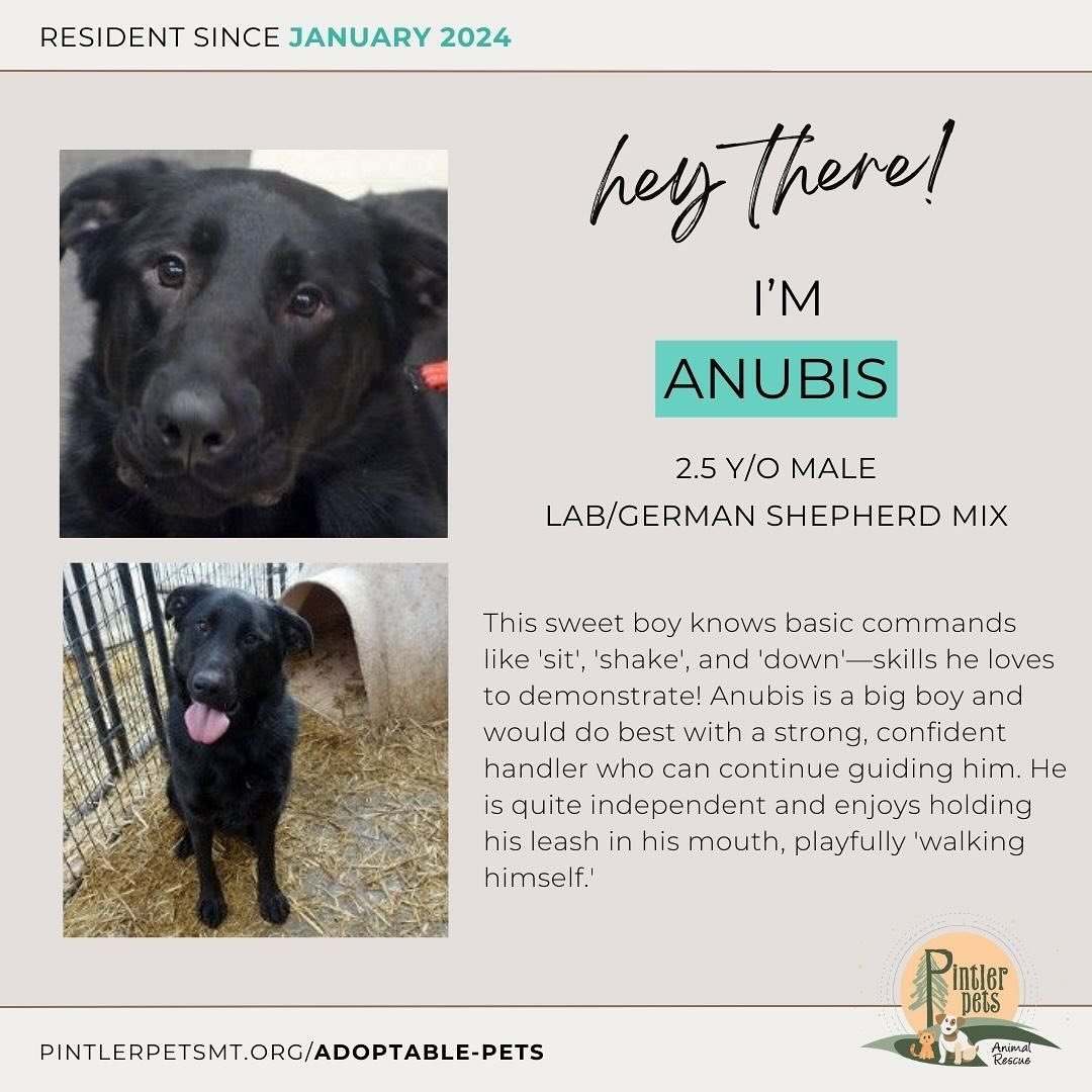 Anubis joined our shelter family in January 2024 after his previous owner could no longer care for him due to a change in living situations. He has had the unique opportunity to participate in a training program at the Montana Women's Prison, where h