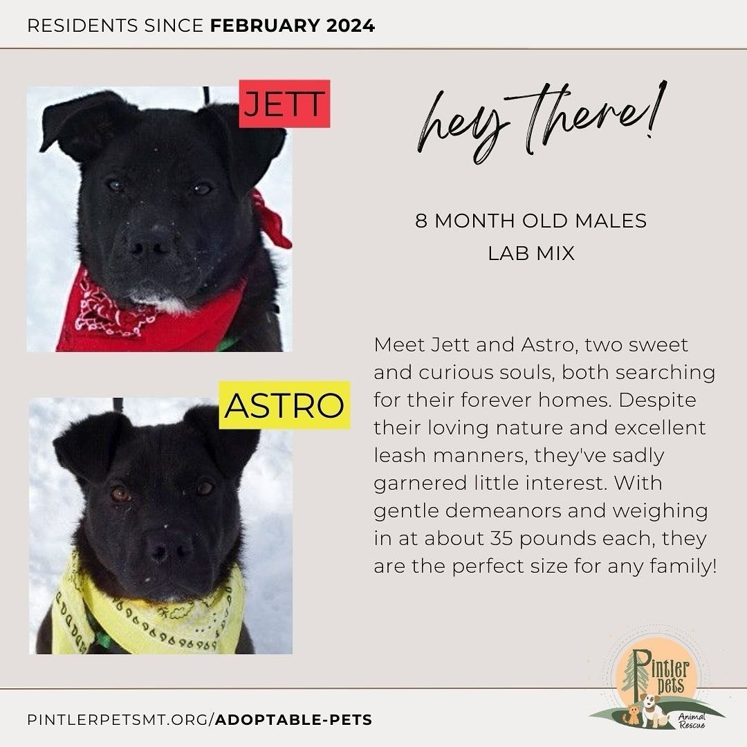 Meet Jett and Astro, two sweet and curious souls, both searching for their forever homes. Despite their loving nature and excellent leash manners, they've sadly garnered little interest. With gentle demeanors and weighing in at about 35 pounds each, 