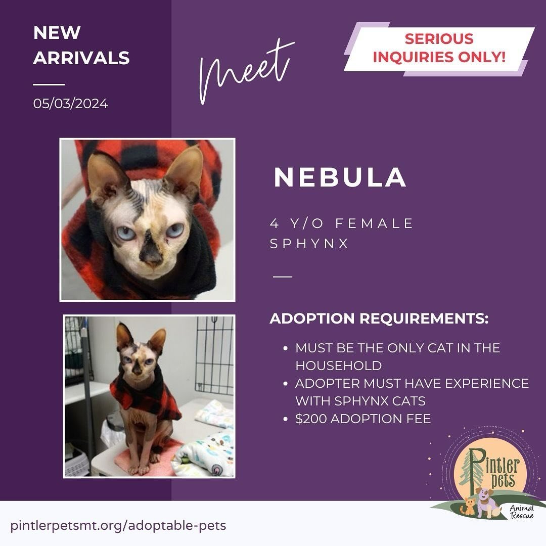 Nebula is a 4-year-old female Sphynx - hairless cat. She loves human companionship but has difficulty getting along with other cats. She has returned to Pintler Pets twice due to conflicts with other cats, including her own sister. Therefore, Nebula 