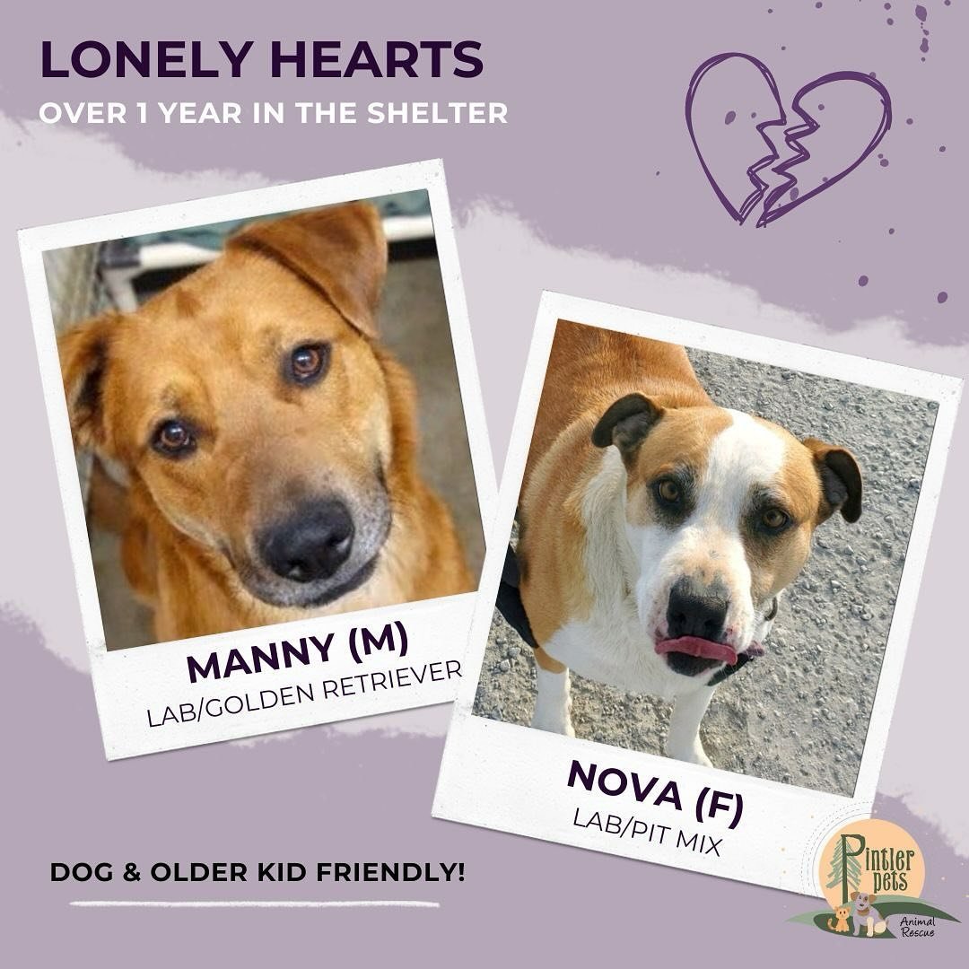 Better together!

Our primary goal is to secure a loving home for both Manny and Nova. While adopting them together isn't mandatory, their deep connection significantly eases Nova's anxiety and enhances their well-being. As kennel mates, they provide