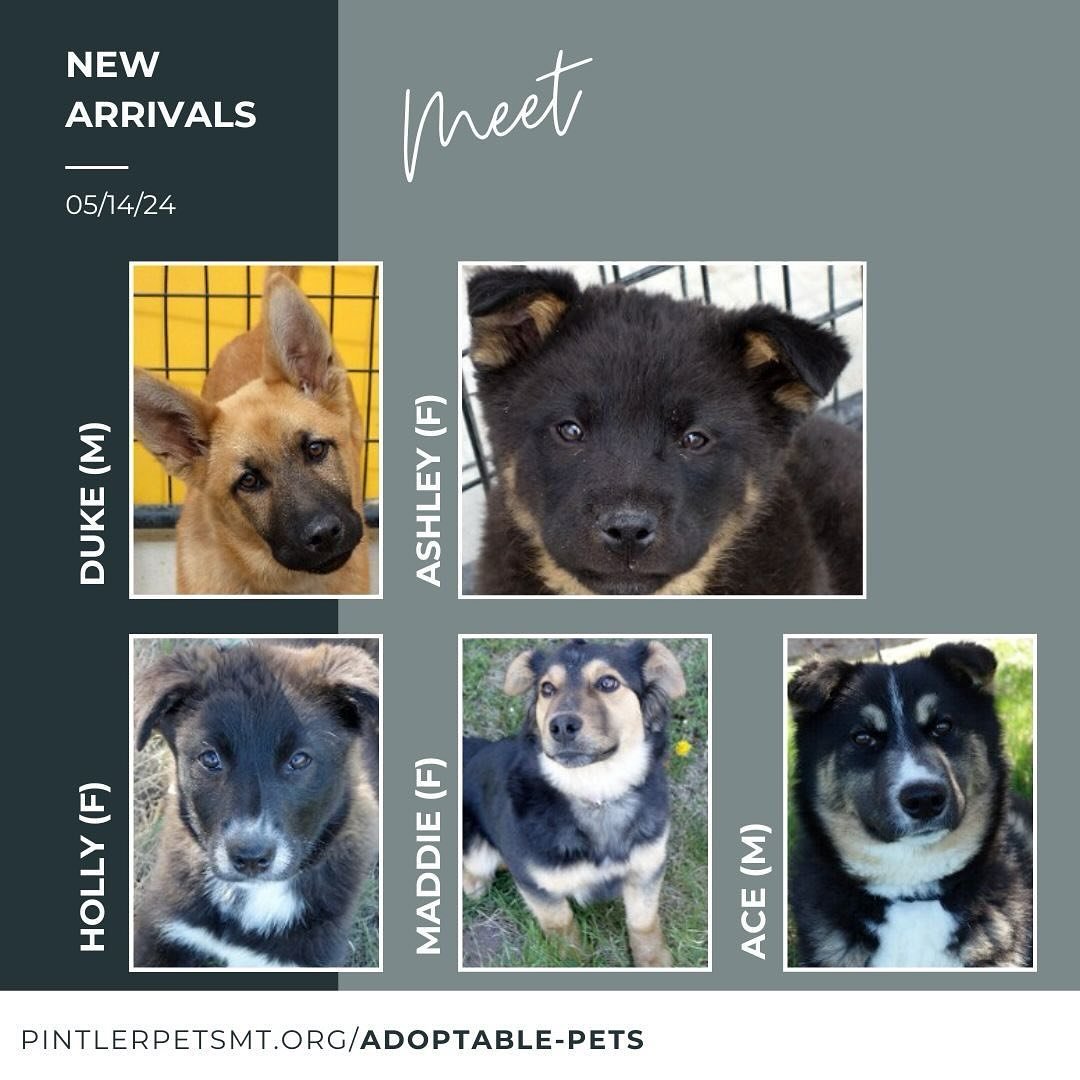 Say hello to our new arrivals:

Duke: Male German Shepherd Mix, 5 months old
Ashley: Female Border Collie Mix, Puppy
Holly: Female Border Collie Mix, Puppy
Maddie: Female Border Collie &amp; Cattle Dog Mix, 8 months old
Ace: Make Cattle Dog &amp; Hus