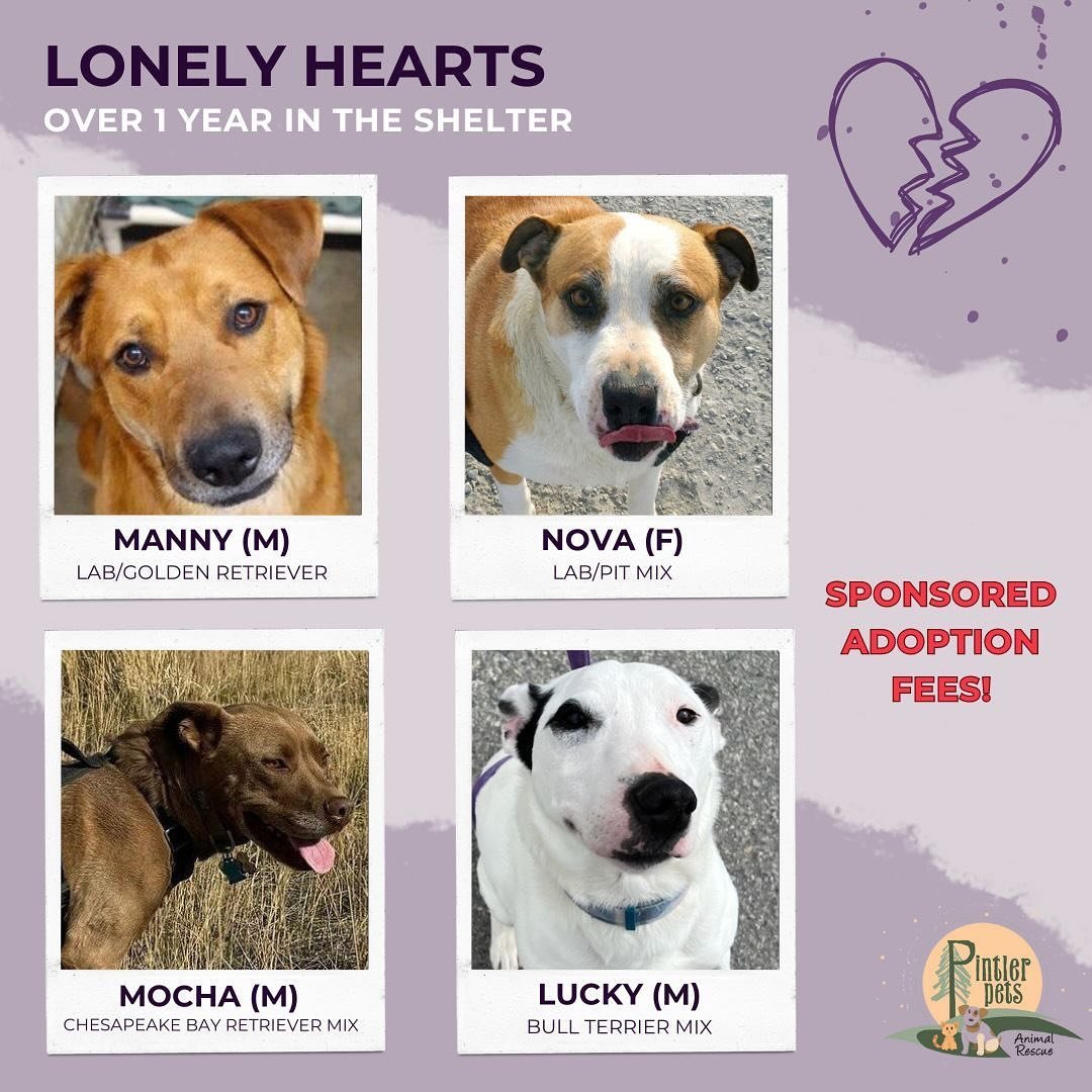 These are all familiar faces. These are the animals that have been patiently waiting at our shelter for a home for OVER A YEAR. Can you imagine the loneliness they feel, waiting day after day for someone to choose them, to love them, and to give them
