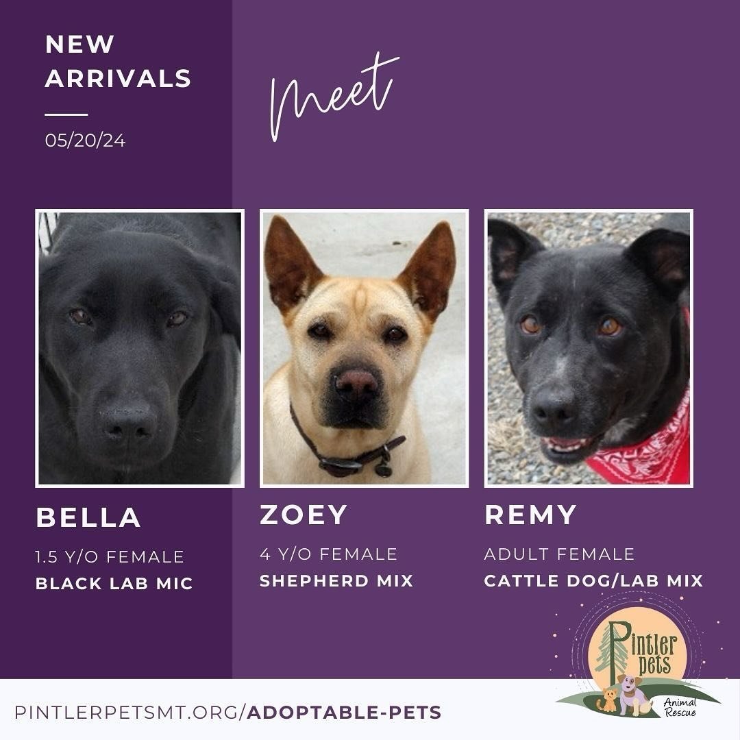 There is a new girl gang at Pintler Pets! Meet Bella, Zoey, and Remy.

Learn more about these beauties www.pintlerpetsmt.org/adoptable-pets