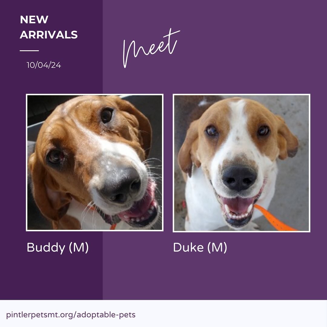 These are the newest (and sweetest faces) at Pintler 😍

Apply today!
https://www.pintlerpetsmt.org/adoption-application