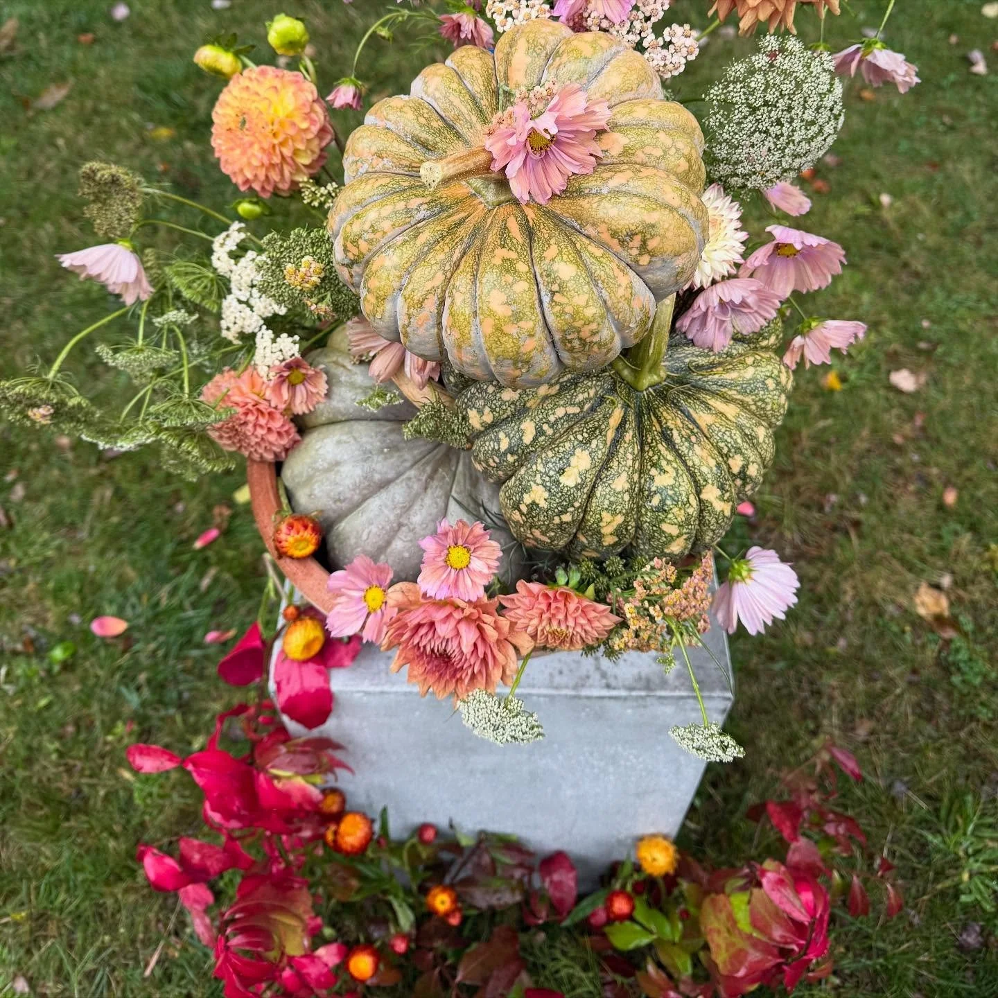 Faerie Pumpkins 💕
Pumpkins & Flowers courtesy of @whitebarnfarmers