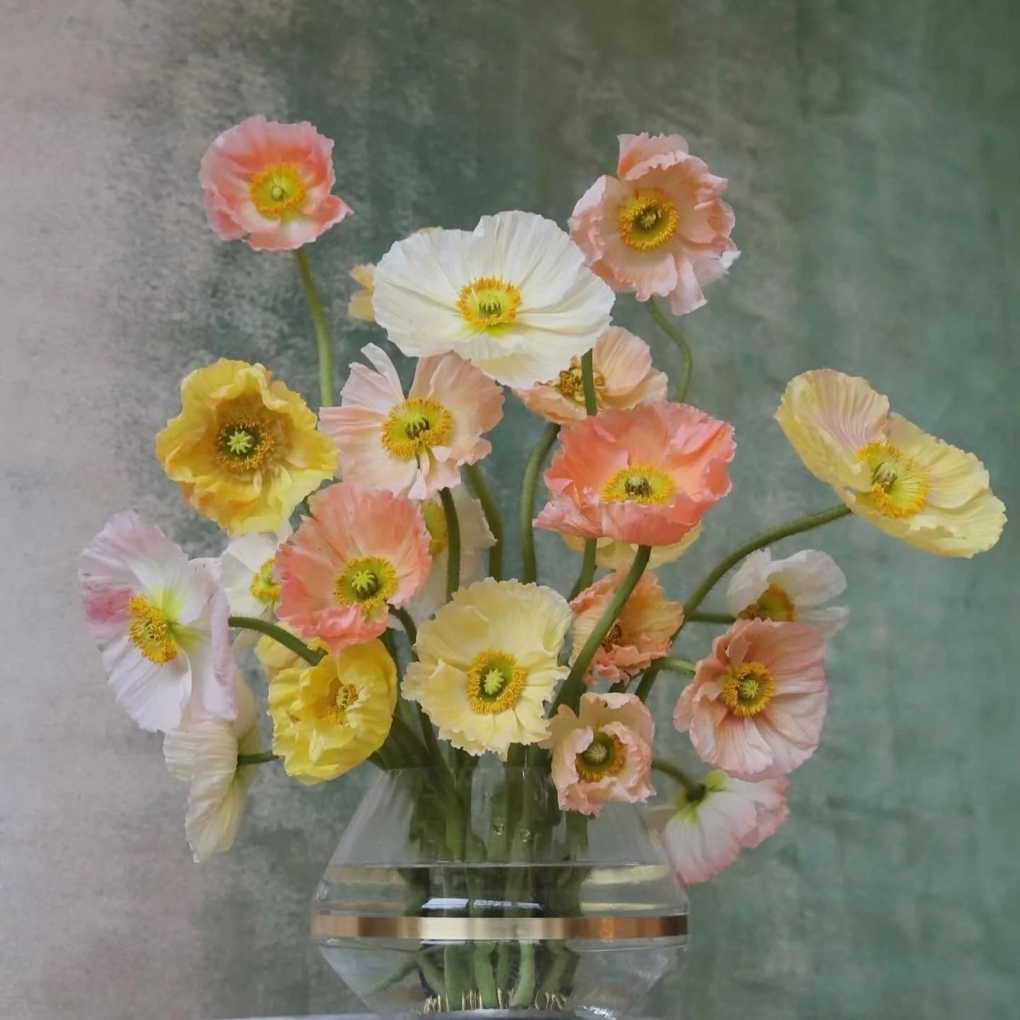 Happy Spring from one poppy lover to another ☀️

Flowers @holexusa @flowersfromholland 

#poppyseason #poppies